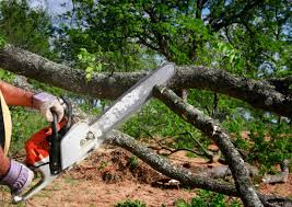 Tree and Shrub Care in Pymatuning Central, PA